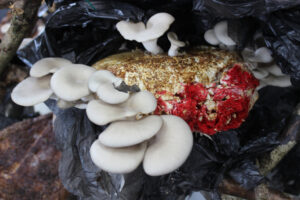 Sprouting mycelium and red wool