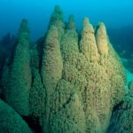 Cyanobacteria Coral