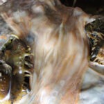 Kelp and Microbial Cellulose