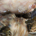 Kelp and Probiotic Microbial Cellulose