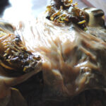 Kelp and Probiotic Microbial Cellulose