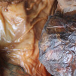 Probiotic Fossils - tiny builders of the natural world