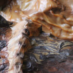 Probiotic Fossils - tiny builders of the natural world